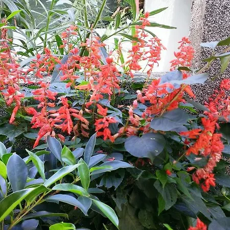 Desa Petric * Hvar Town