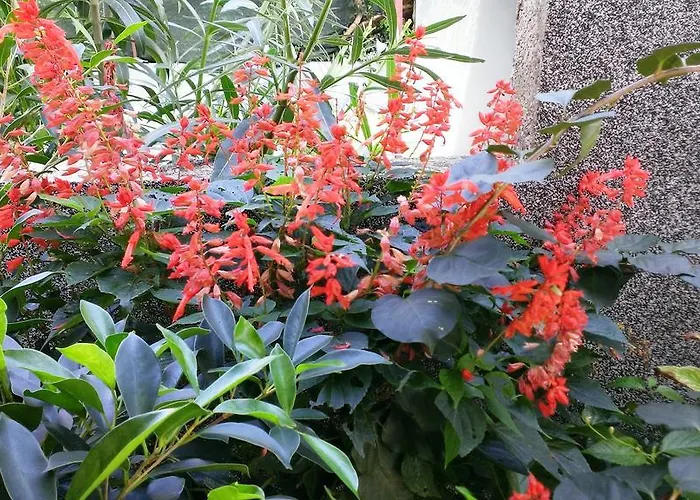 Desa Petric * Хвар